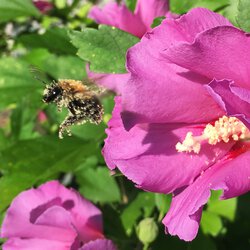 Sommerhitze II